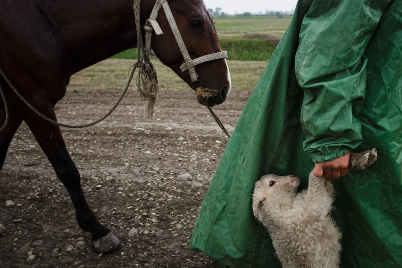 Changirej trägt ein müdes Lamm / Foto © Jewgenija Shulanowa