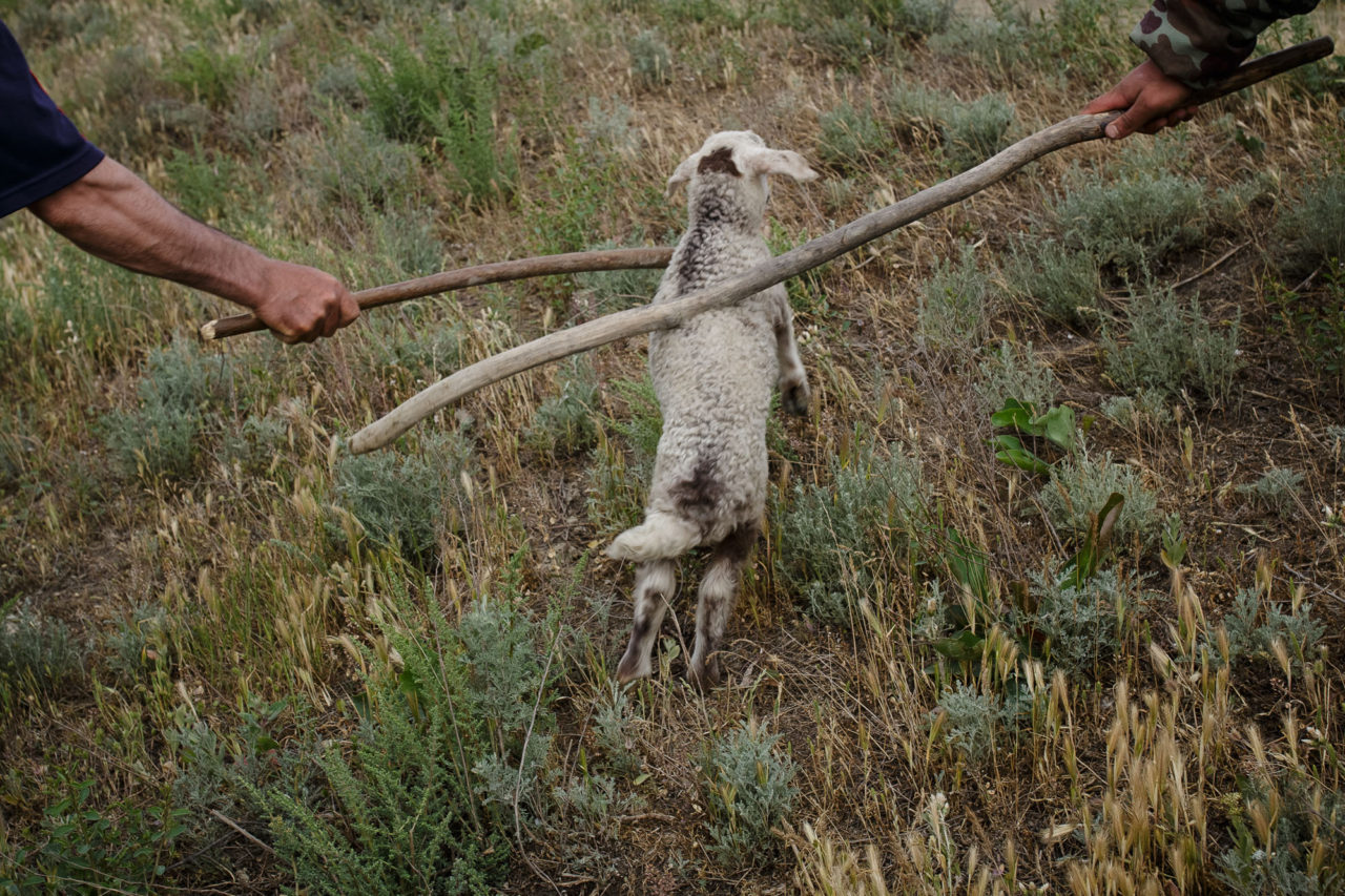 Changirej und Bek treiben ein Schaf / Foto © Jewgenija Shulanowa