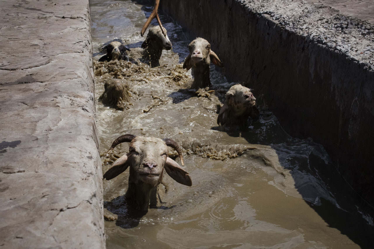 Die Badestelle der Schafe / Foto © Jewgenija Shulanowa