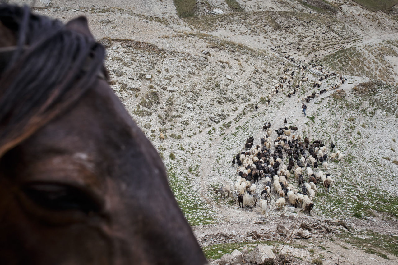 Die Herde kehrt aus den Bergen zurück / Foto © Jewgenija Shulanowa