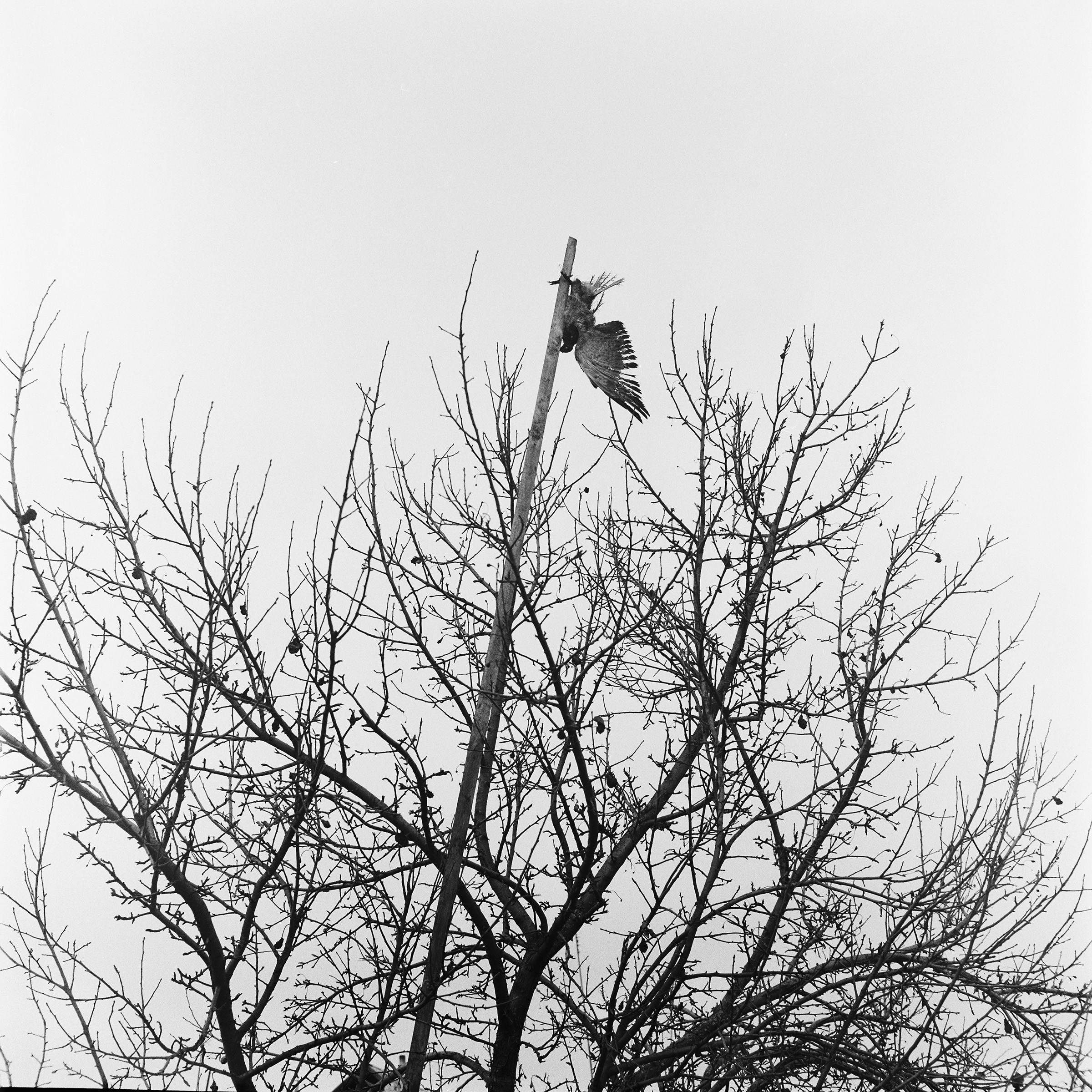 Ein toter „Drachen“, häufiger eine Elster, als Talisman gegen die Umtriebe eines Hausmeisters (ein Geist, der im Hof lebt) / Foto © Siarhej Leskiec