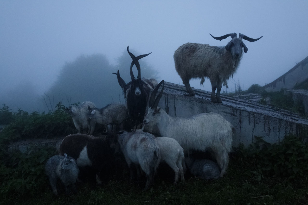 Ziegen / Foto © Jewgenija Shulanowa