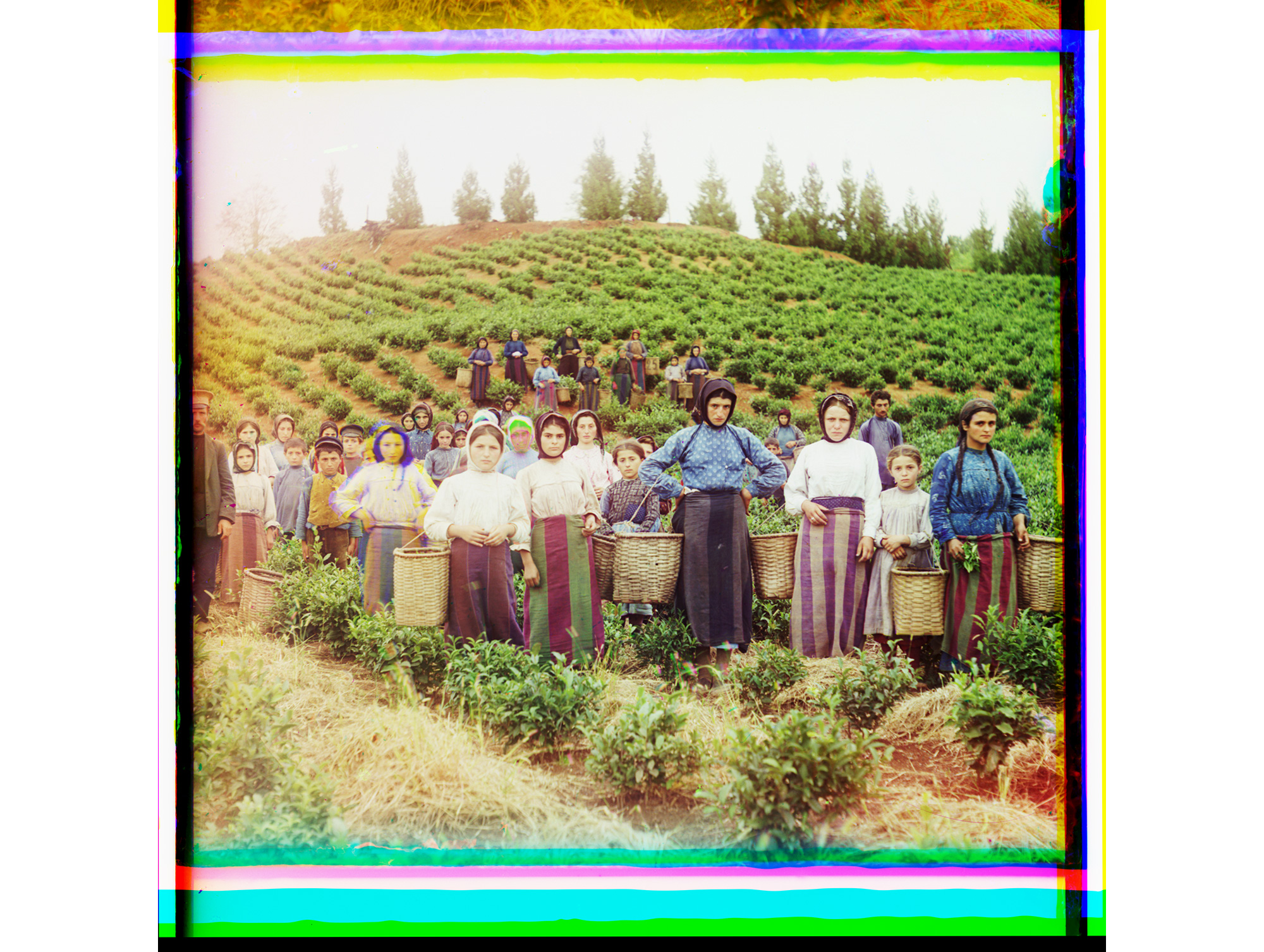 Eine Gruppe von Arbeitern bei der Tee-Ernte (griechische Frauen), Tschakwi, Georgien, zwischen 1905 und 1915