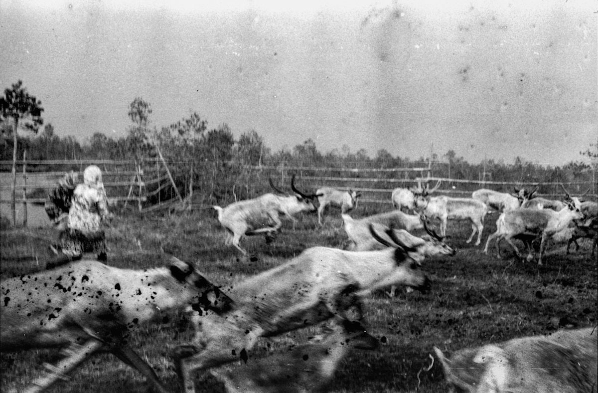 Rentiere, die vor einem Lasso Reißaus nehmen, Sommerweide der Tewlins, Jugra / Foto © Igor Tereschkow