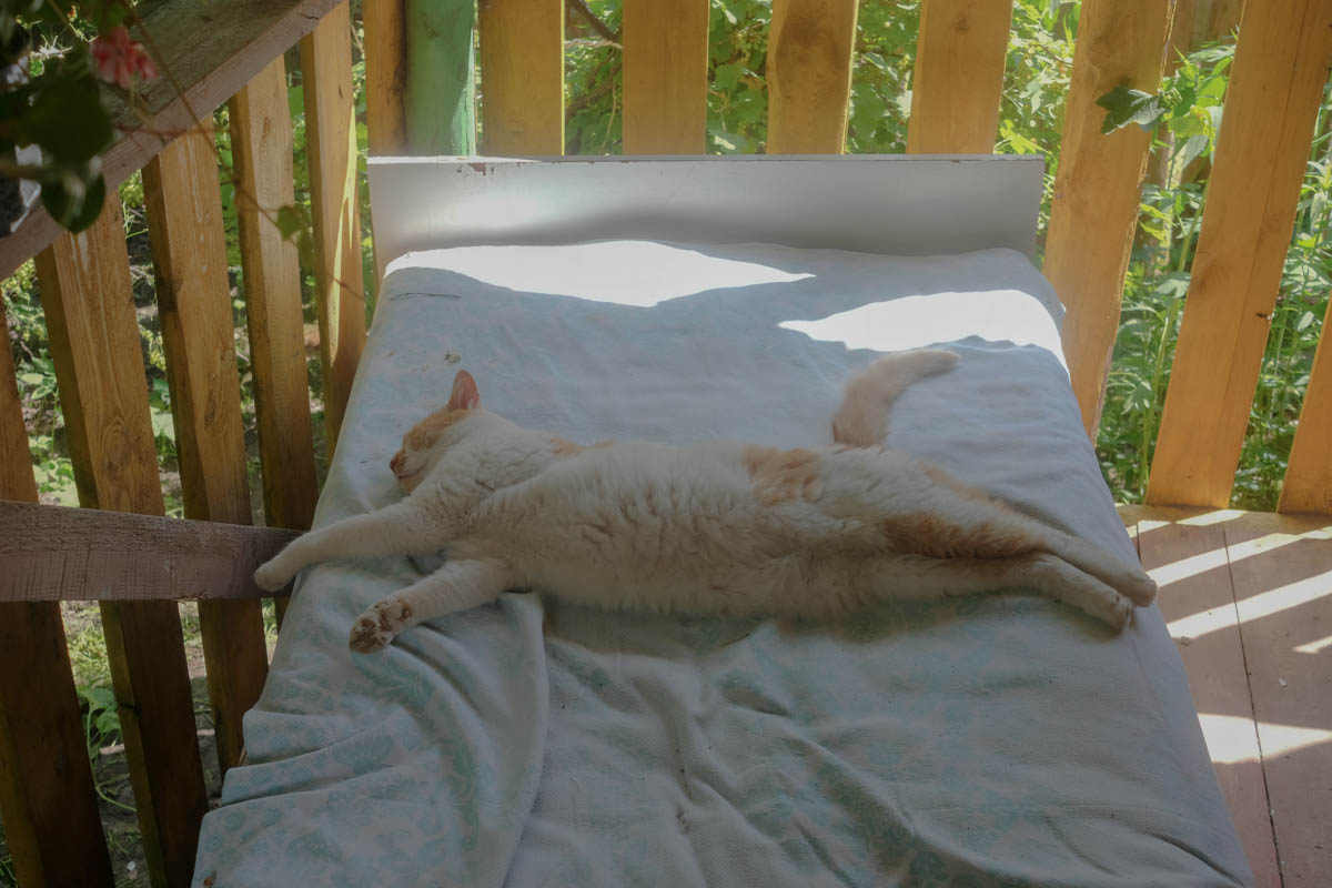 Sommerterrasse. Auf dem Bett schläft die Nachbarskatze Kusma, Malostwoka, Juni 2020 / Foto © Tatsiana Tkachova