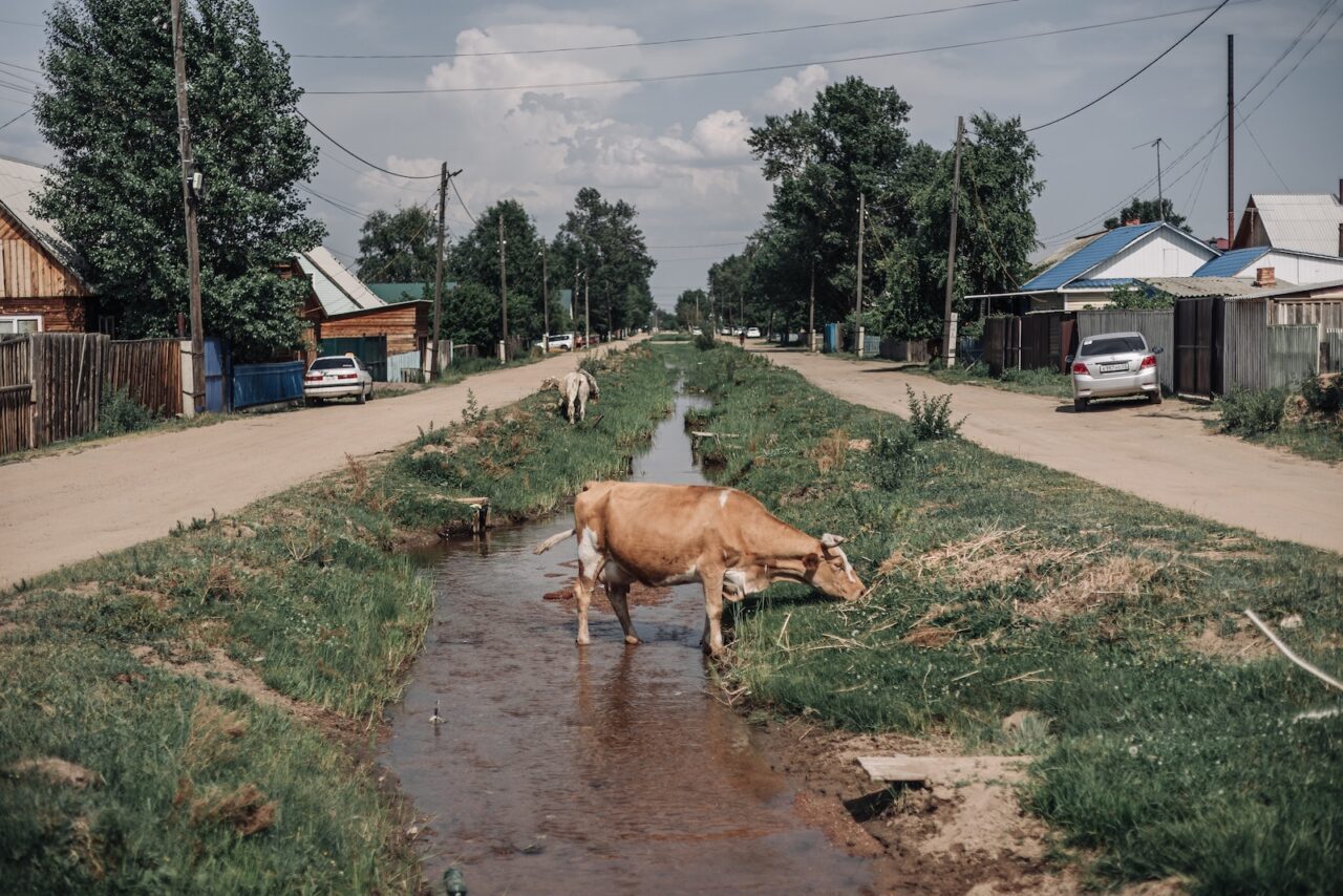 Kuh im Straßenkanal in Iwolginsk, Burjatien / Foto © Ljudi Baikala